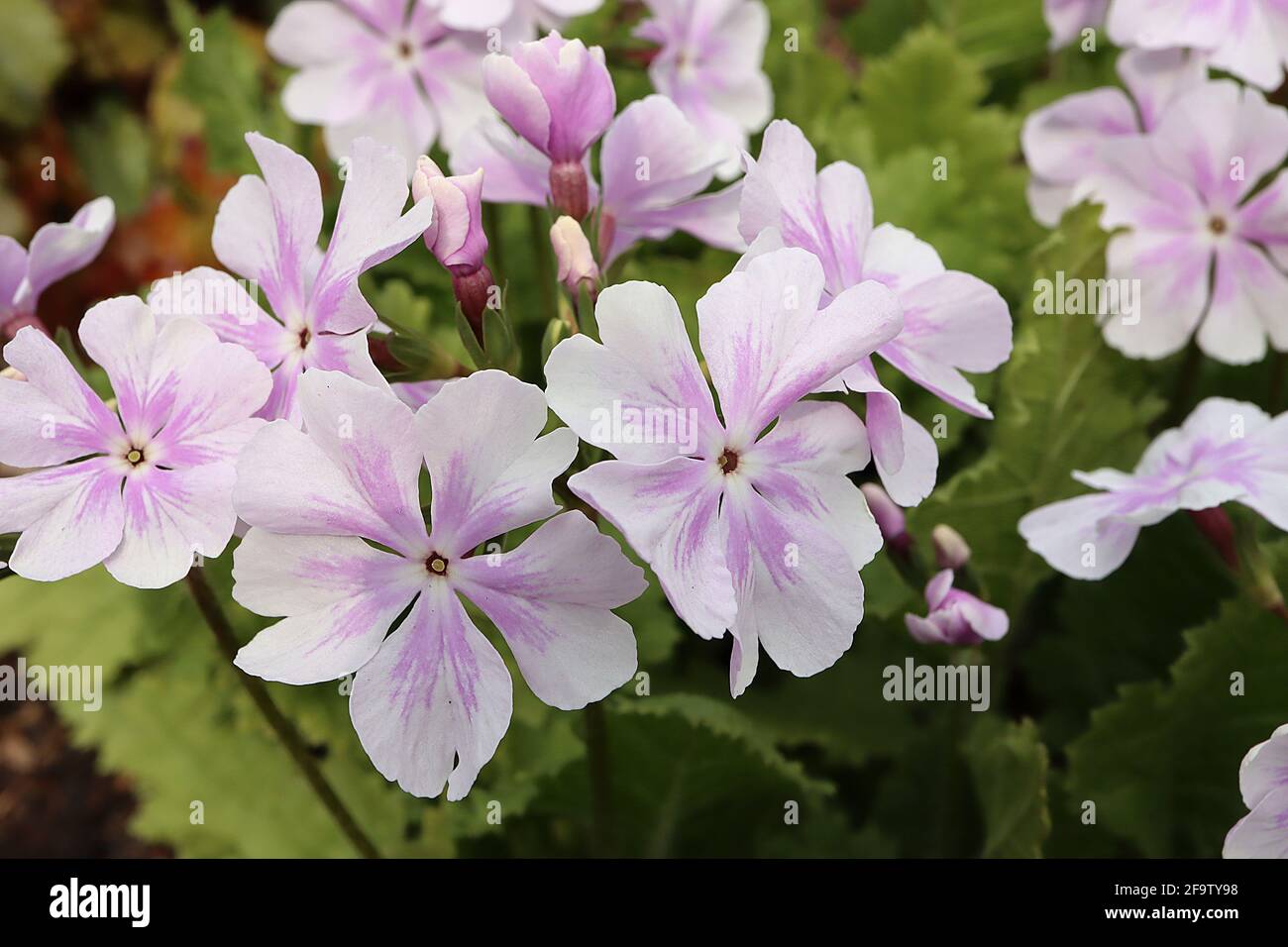 Primula sieboldii ‘Hana-monyo’ Primrose Hana-monyo – very pale pink flowers with lavender pink spattered star blotch,  April, England, UK Stock Photo