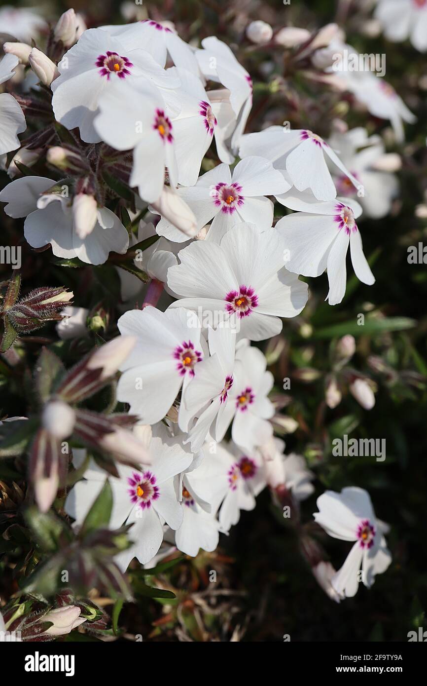 Phlox subulata ‘Maischnee’ Moss phlox Maischnee – white flowers with basal crimson spots,  April, England, UK Stock Photo