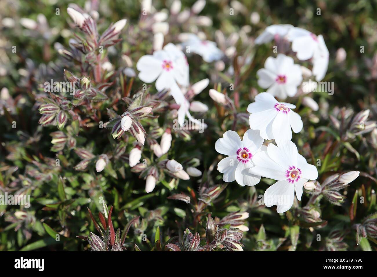 Phlox subulata ‘Maischnee’ Moss phlox Maischnee – white flowers with basal crimson spots,  April, England, UK Stock Photo