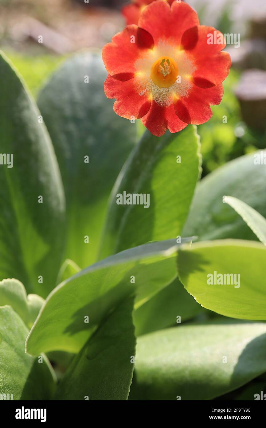 Primula auricula ‘Chaffinch’ Show auricula – red orange flowers with white farina, April, England, UK Stock Photo