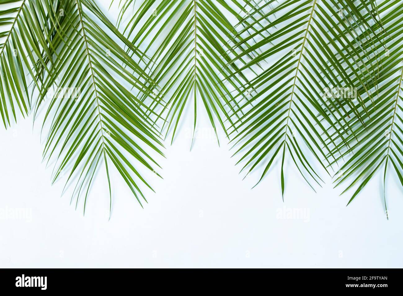 Palm leaves on blue background Stock Photo