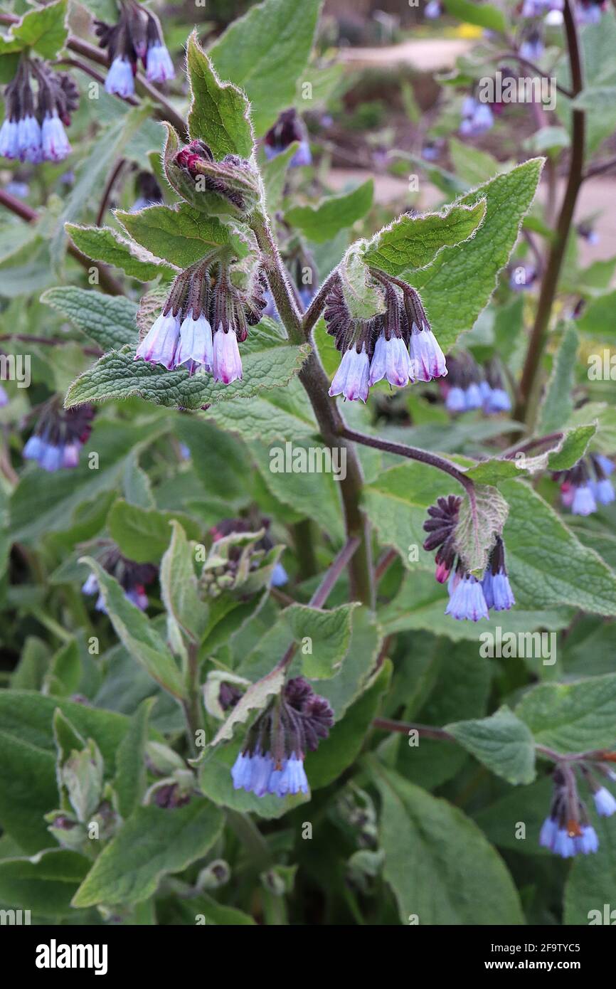 Symphytum caucasicum blue Caucasian comfrey – arching clusters of blue flowers,  April, England, UK Stock Photo