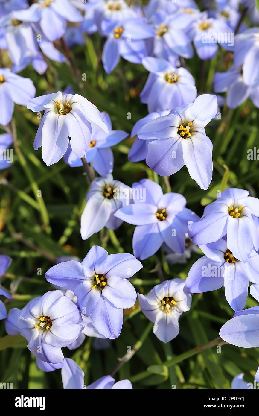 Ipheion uniflorum ‘Rolf Fiedler’ blue spring starflower - blue star-shaped flowers and grasslike foliage, April, England, UK Stock Photo