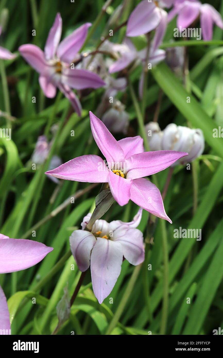 Ipheion uniflorum 'Charlotte Bishop' white spring starflower