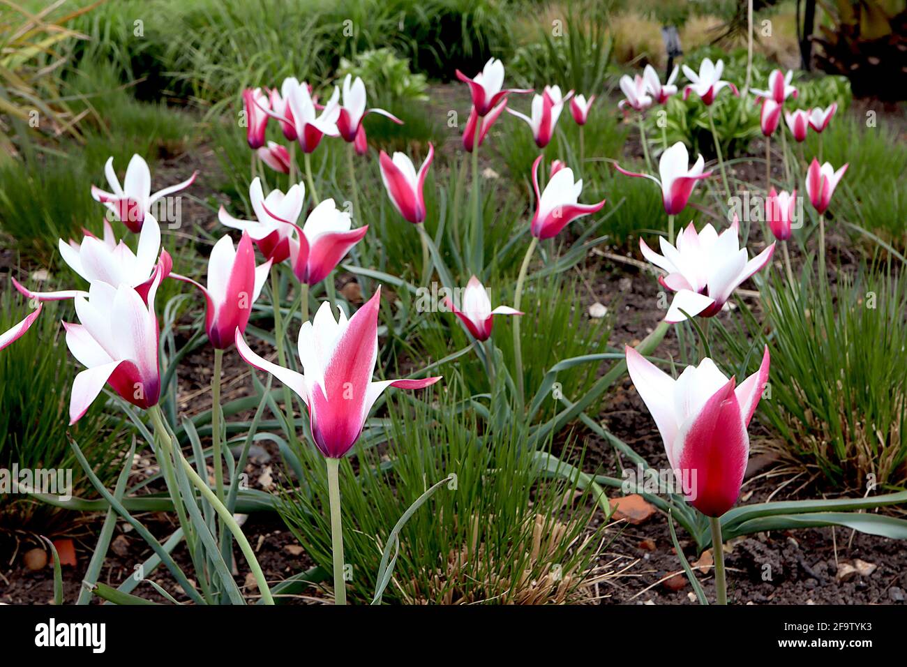 Tulipa clusiana ‘Peppermint Stick’  Species tulip 15 Peppermint Stick tulip - carmine red flowers, white edges, white inner petals, April, England, UK Stock Photo