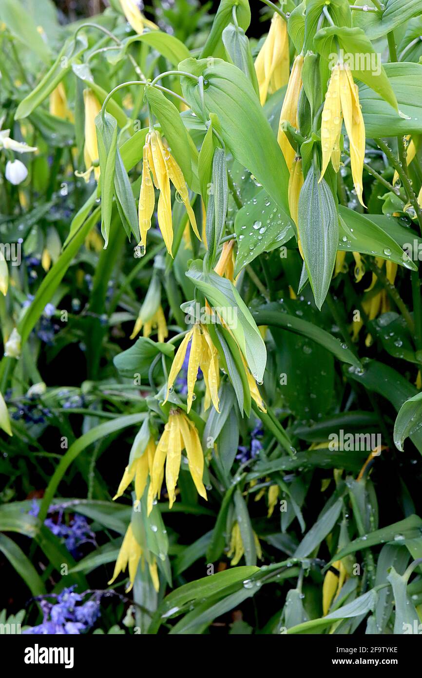 Uvularia grandiflora Bellwort – long pendulous bell-shaped yellow flowers and large fresh green leaves,  April, England, UK Stock Photo