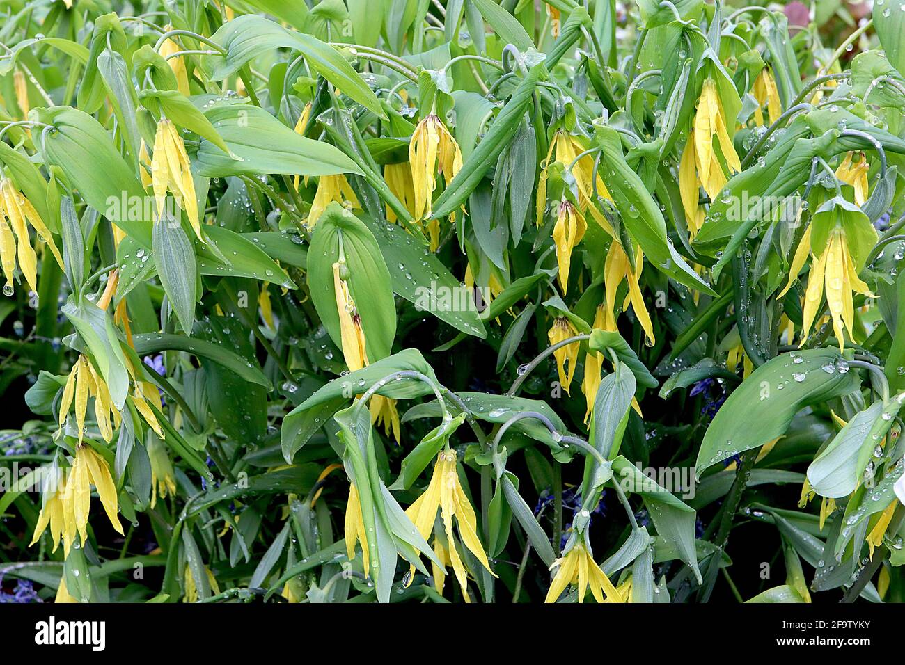 Uvularia grandiflora Bellwort – long pendulous bell-shaped yellow flowers and large fresh green leaves,  April, England, UK Stock Photo