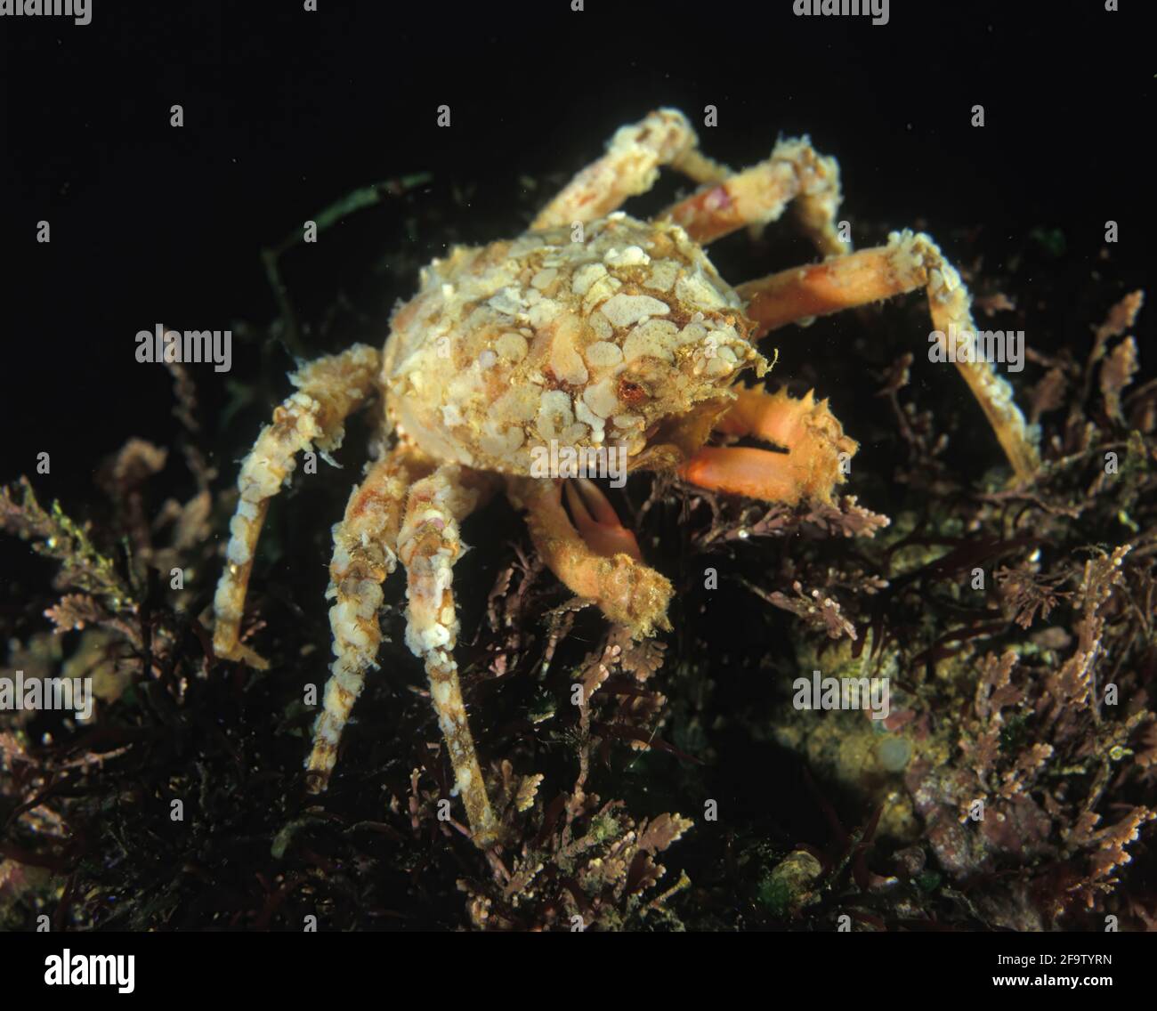 Atlantic Spider Crab High Resolution Stock Photography and Images - Alamy