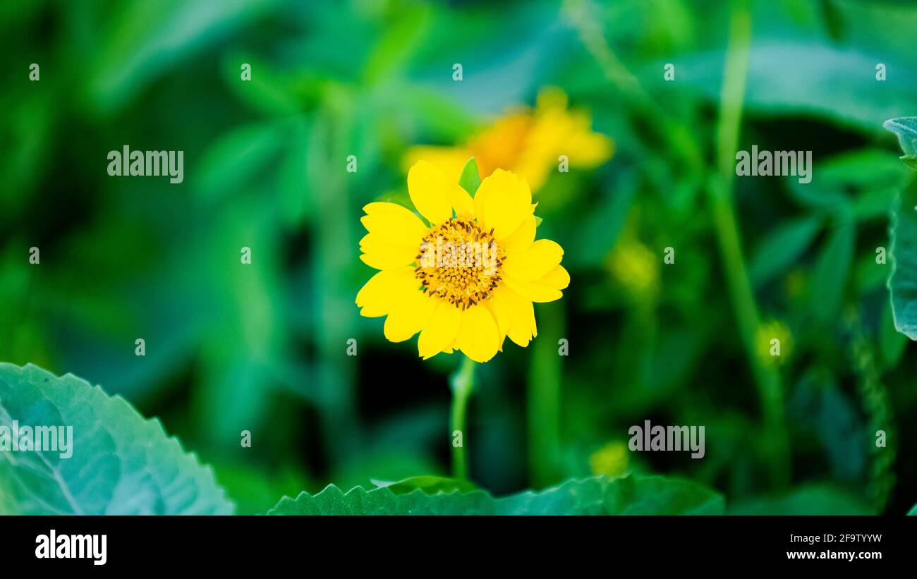 Green flower photographer hi-res stock photography and images - Alamy