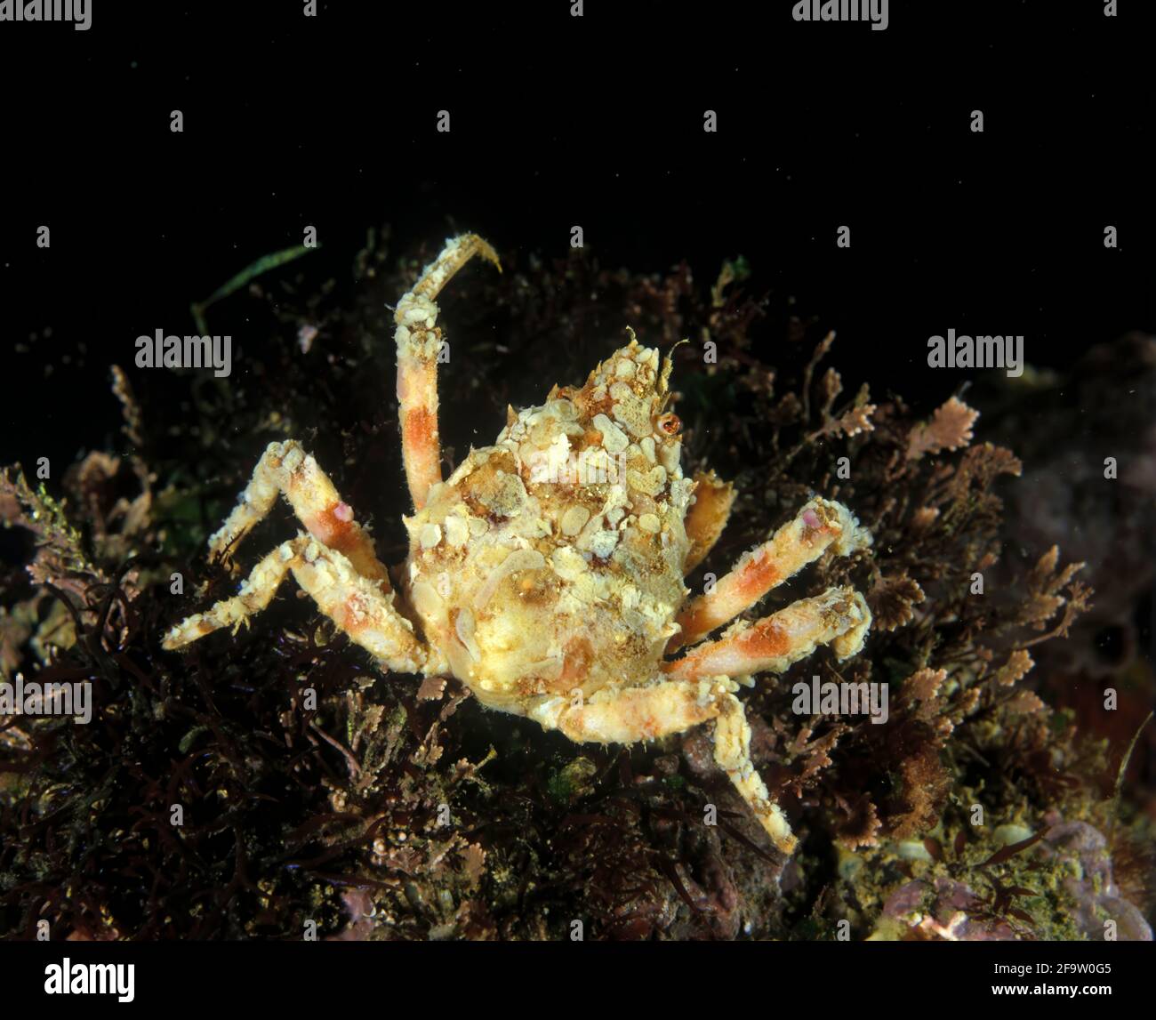 Atlantic Spider Crab High Resolution Stock Photography and Images - Alamy