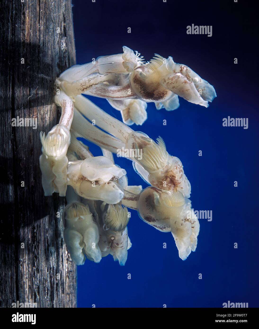 Barnacles Underwater High Resolution Stock Photography and Images Alamy