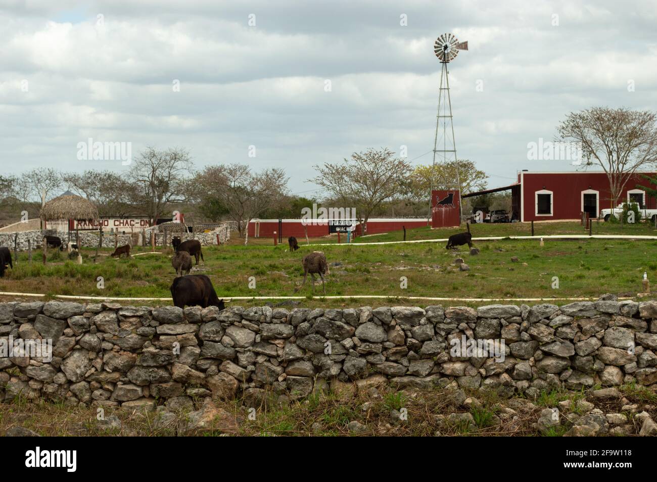 Ostrich and cow farm in Izamal, Yucatan, Mexico Stock Photo