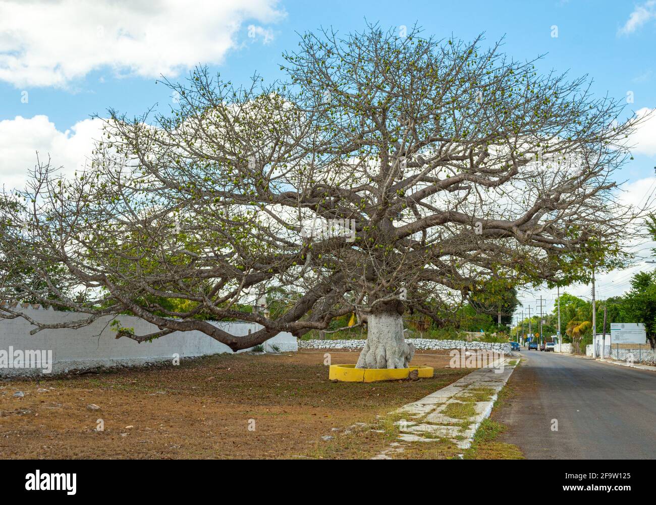 Ceiba, silk cotton tree with seeds in Yucatan, Mexico Stock Photo