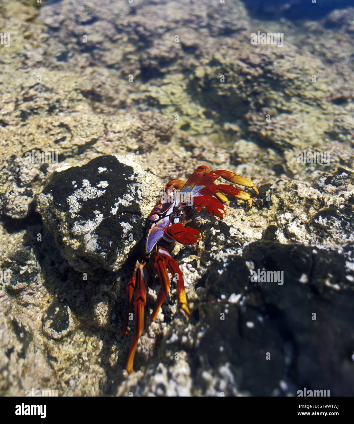 East Atlantic Sally Lightfoot Crab, Grapsus adscensionis. This crab lives amongst the rocks at the often turbulent, windy shore, just above the Stock Photo