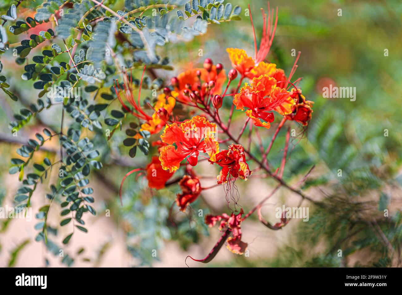 Red Tabachin tree flower, Caesalpinia pulcherrima, Delonix regia, Fire ...