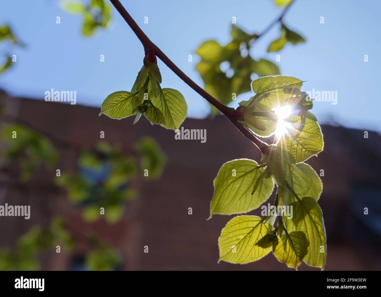 a double sun flare peeks through a hanging branch against the backdrop of a brick building and blue sky, concept of new awakenings or seeing the light Stock Photo