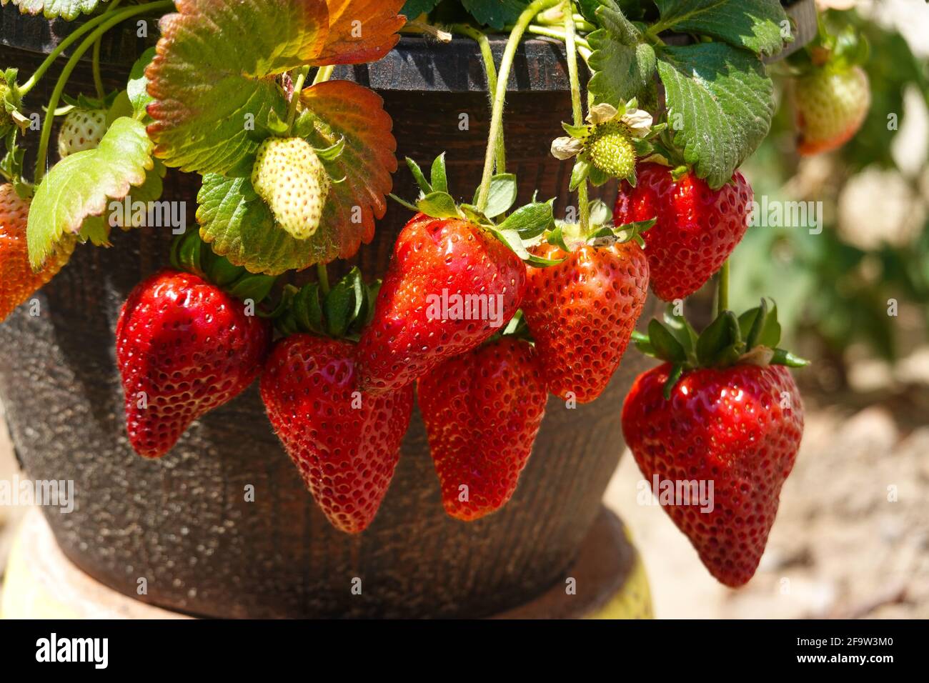 Growing strawberries in a hanging basket Stock Photo Alamy