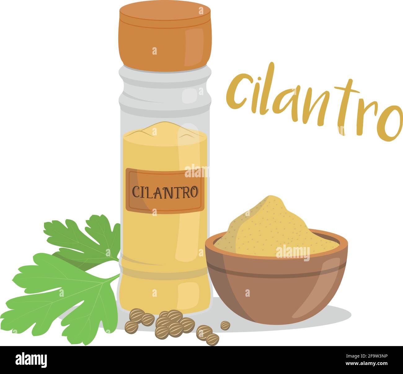 Vector coriander illustration isolated in cartoon style. Spanish name. Herbs and Species Series