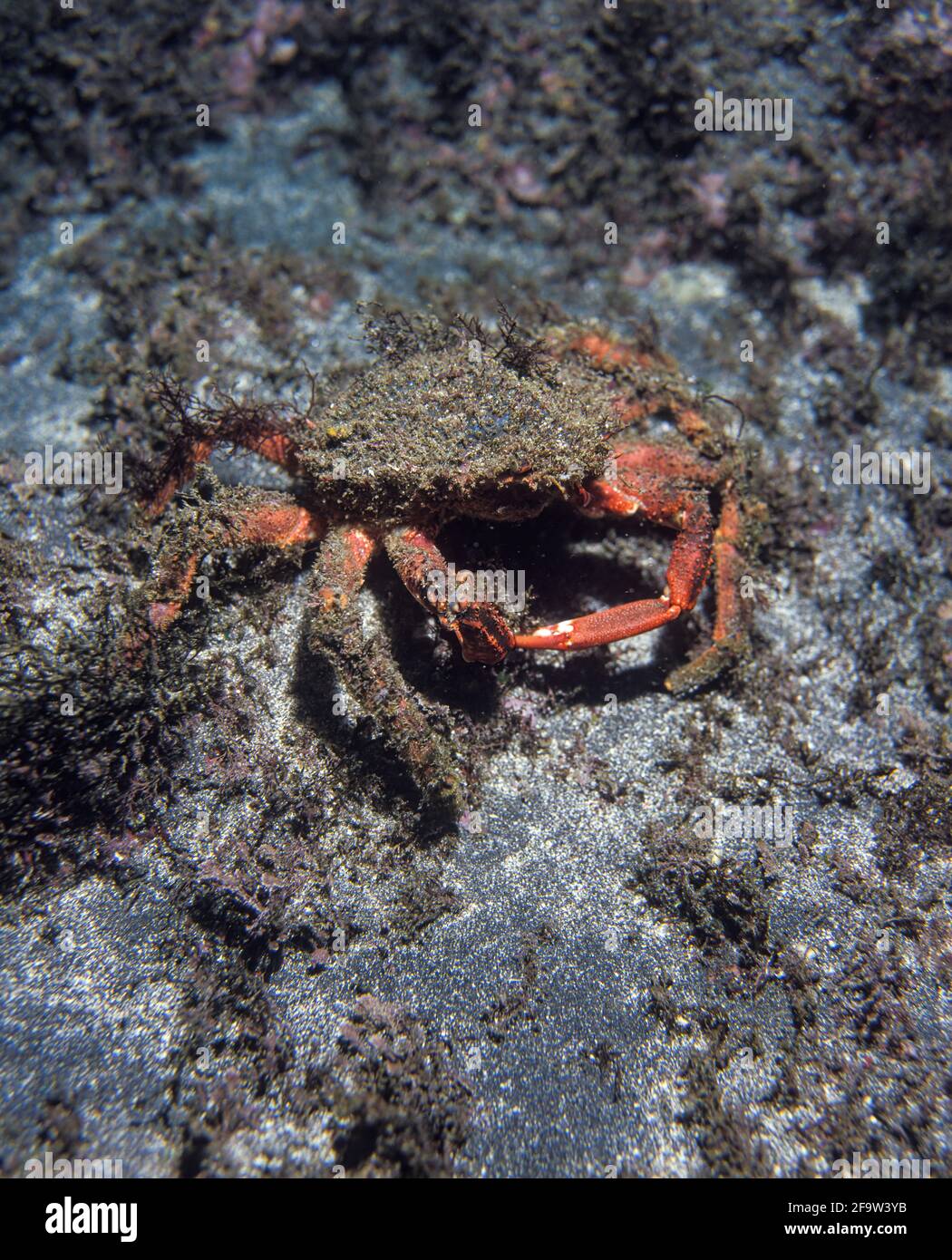 European Spider Crab High Resolution Stock Photography and Images Alamy