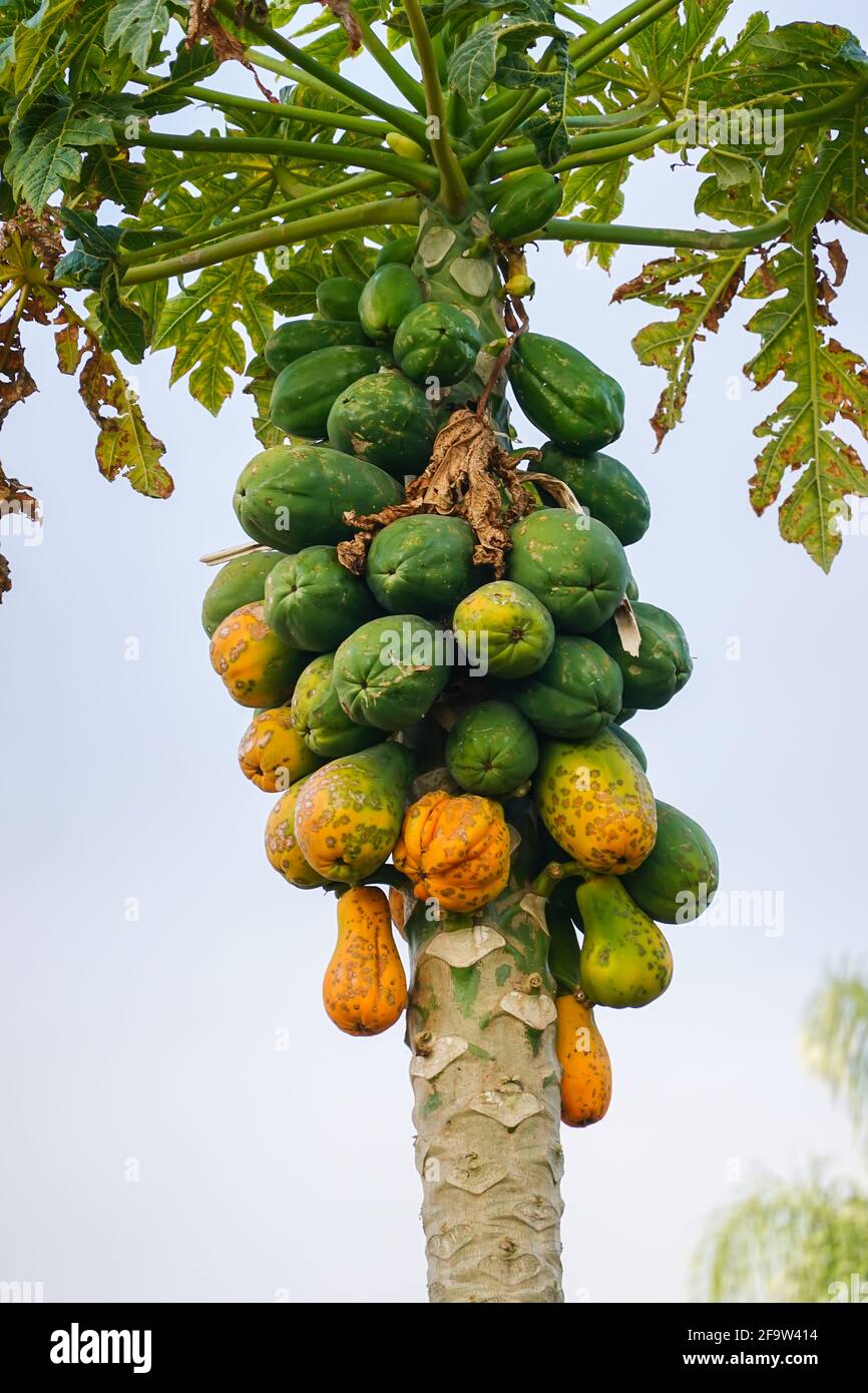 Carica papaya commonly known as a papaya tree. Growing in Southern