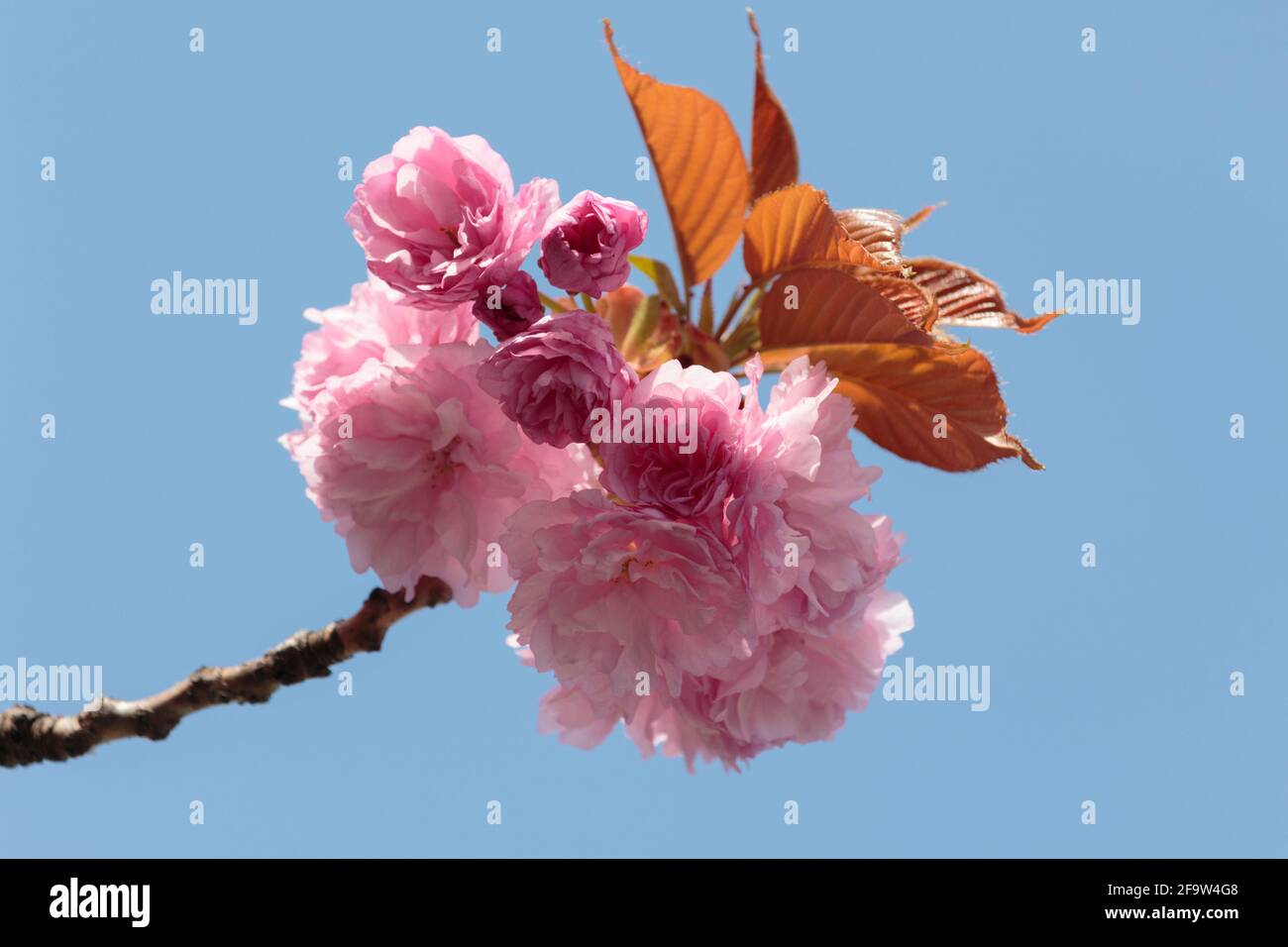flowering branch of a Kanzan Cherry blossom tree on a clear blue sky, the sunlight hits the top for a dramatic lighting effect of the pink blossoms Stock Photo