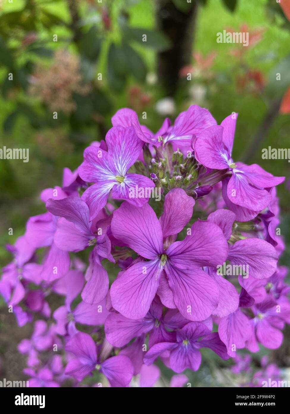 Closeup shot of beautiful purple Melastomes in the garden Stock Photo