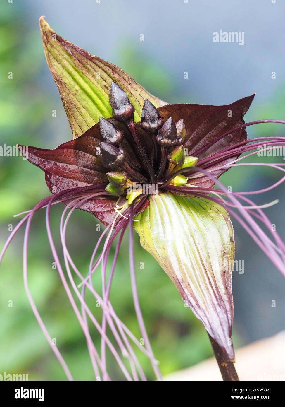 The weird, unusual and strangely beautiful Bat flower plant or Tacca