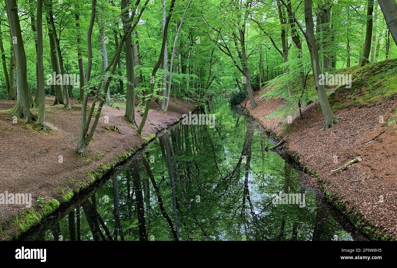 Impressive canal with trees on both sides. The trees reflect in the water. It's always dark and cool here. Location: estate Clingendael, the Hague Stock Photo