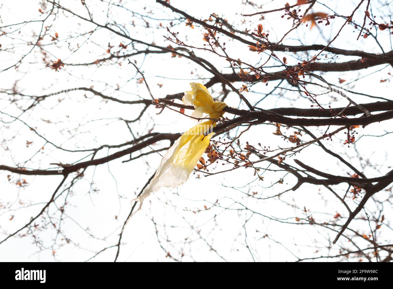 yellow plastic bag tied to a tree branch in early Spring, a symbol of plastic waste, pollution, littering and human behavior damaging the environment Stock Photo