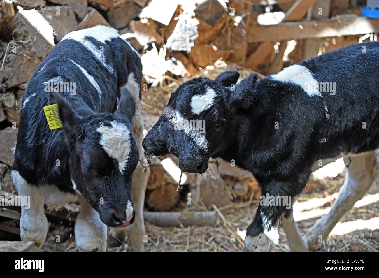 Lazec, North Macedonia. 20th Apr, 2021. A two-headed calf (R) is seen at a barn in Lazec, North Macedonia, on April 20, 2021. The young calf has fused skulls, two pairs of eyes, two mouths and two ears. It breathes regularly, sucks milk and slowly straightens her legs. Credit: Tomislav Georgiev/Xinhua/Alamy Live News Stock Photo