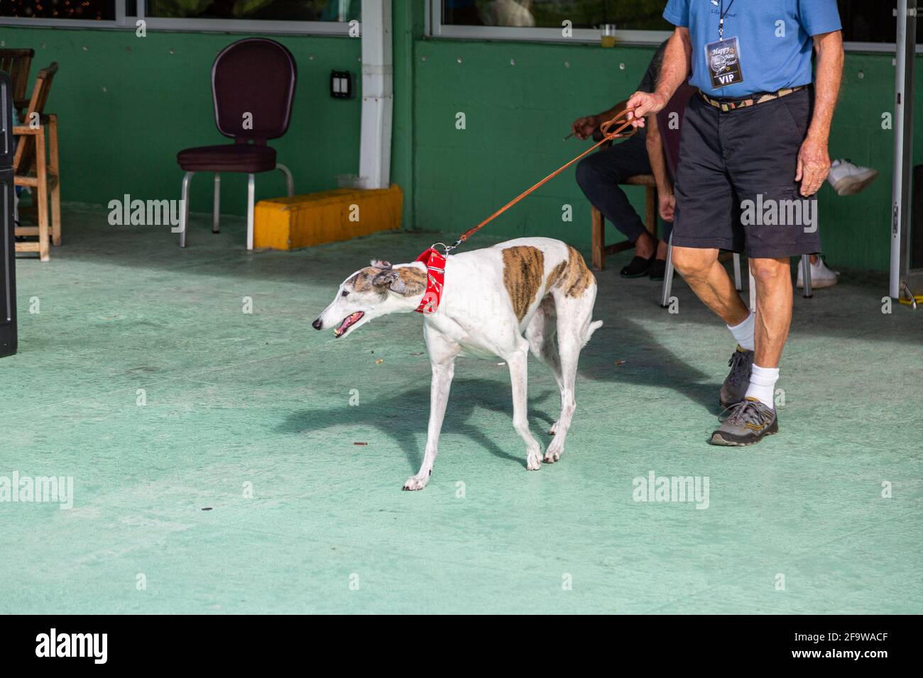An adopted greyhound dog returns trackside on the final day of racing