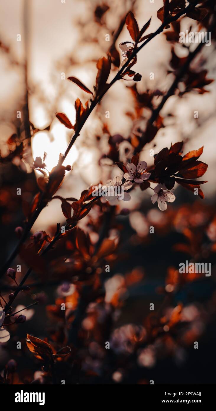 Beautiful cherry blossoms close hi-res stock photography and images - Alamy