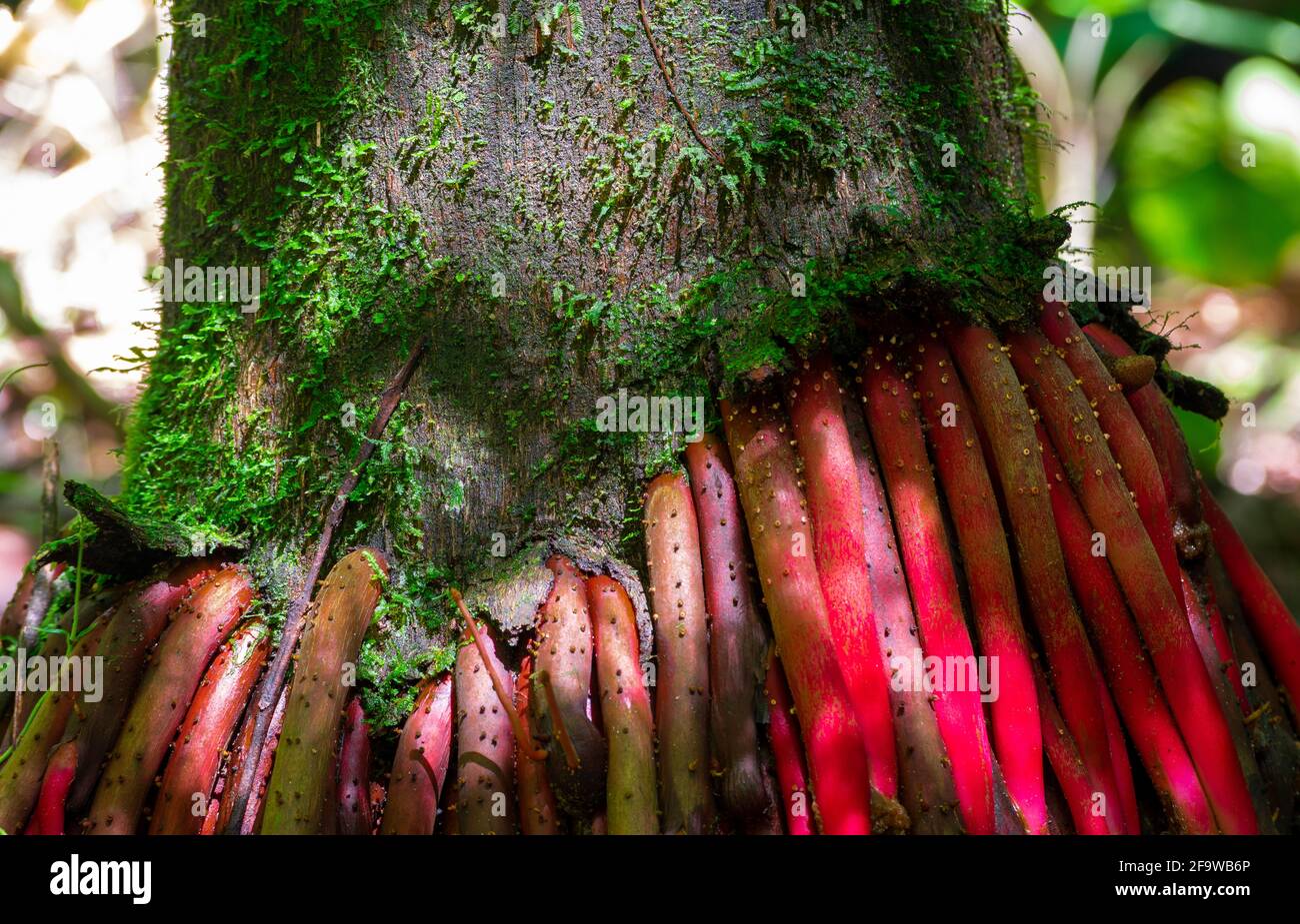 Exotic bottom root of brazilian palm tree (Euterpe edulis) Stock Photo