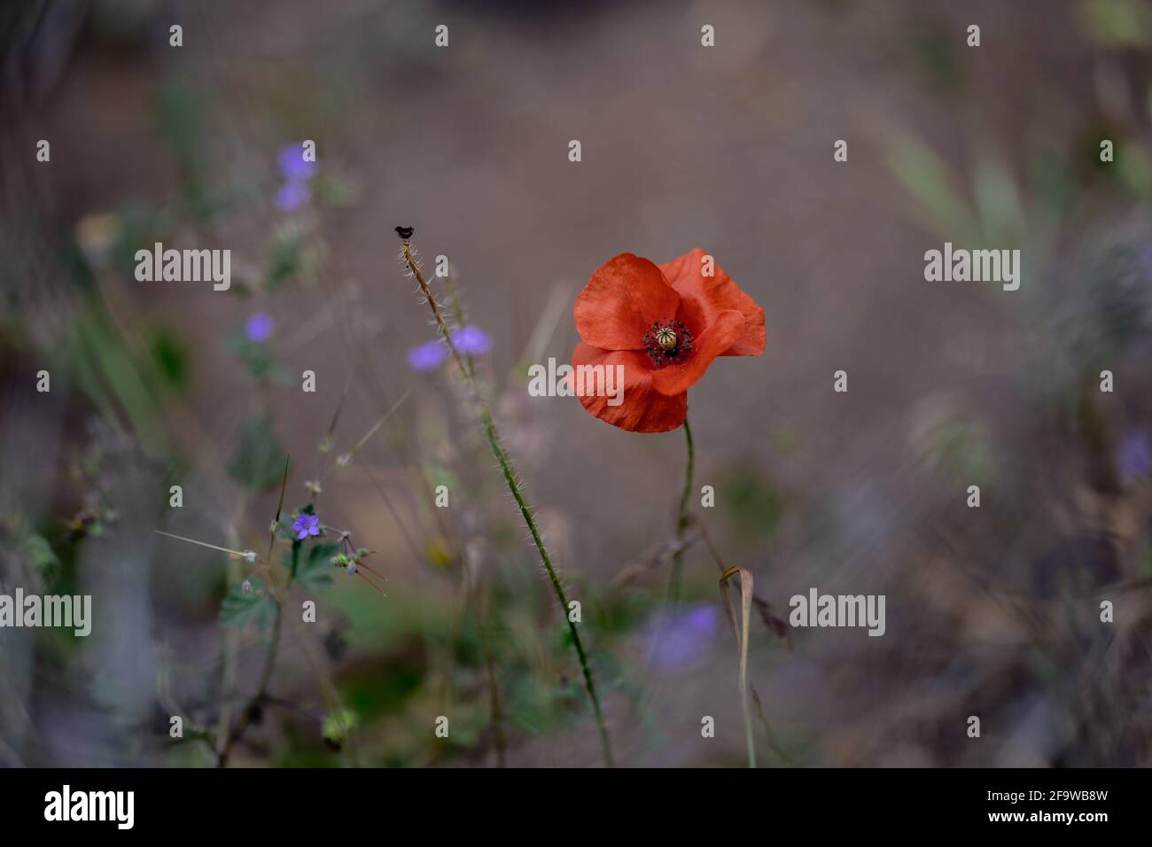 Environmental flora hi-res stock photography and images - Alamy