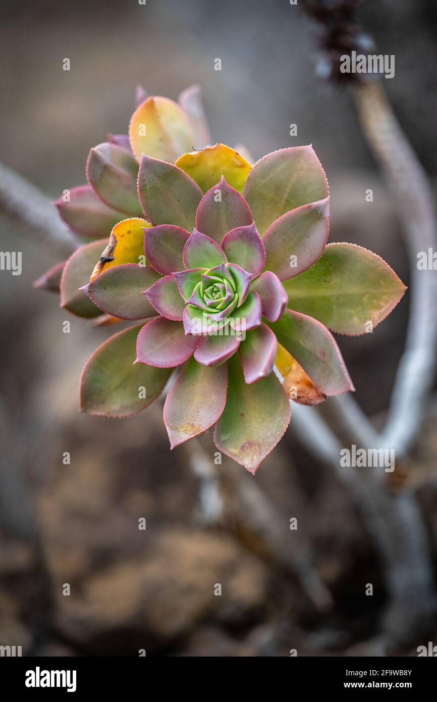 Environmental flora hi-res stock photography and images - Alamy