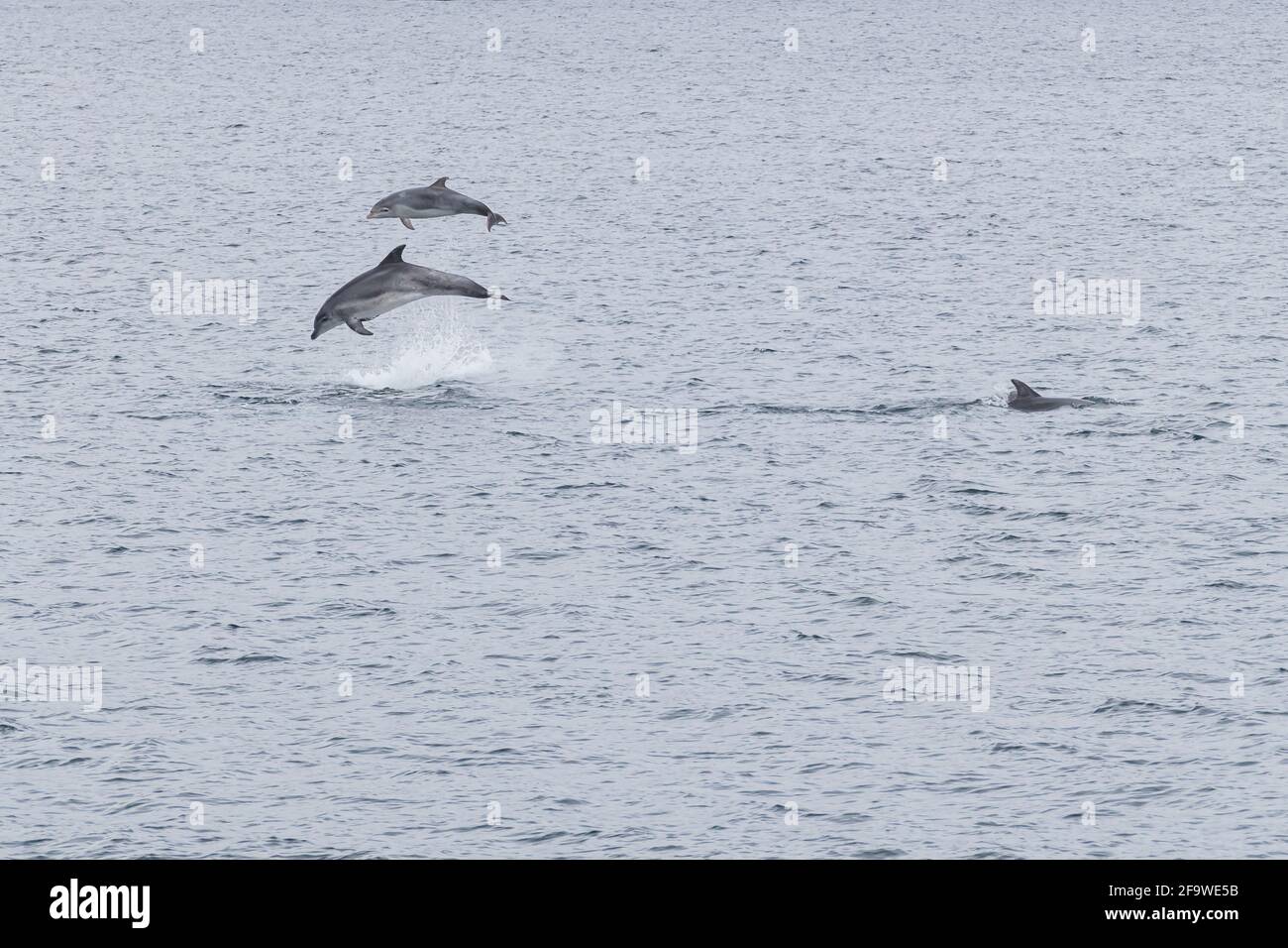 a pair of dolphins jump at the same time in the bay of vigo in galicia spain Bottlenose Dolphin Stock Photo