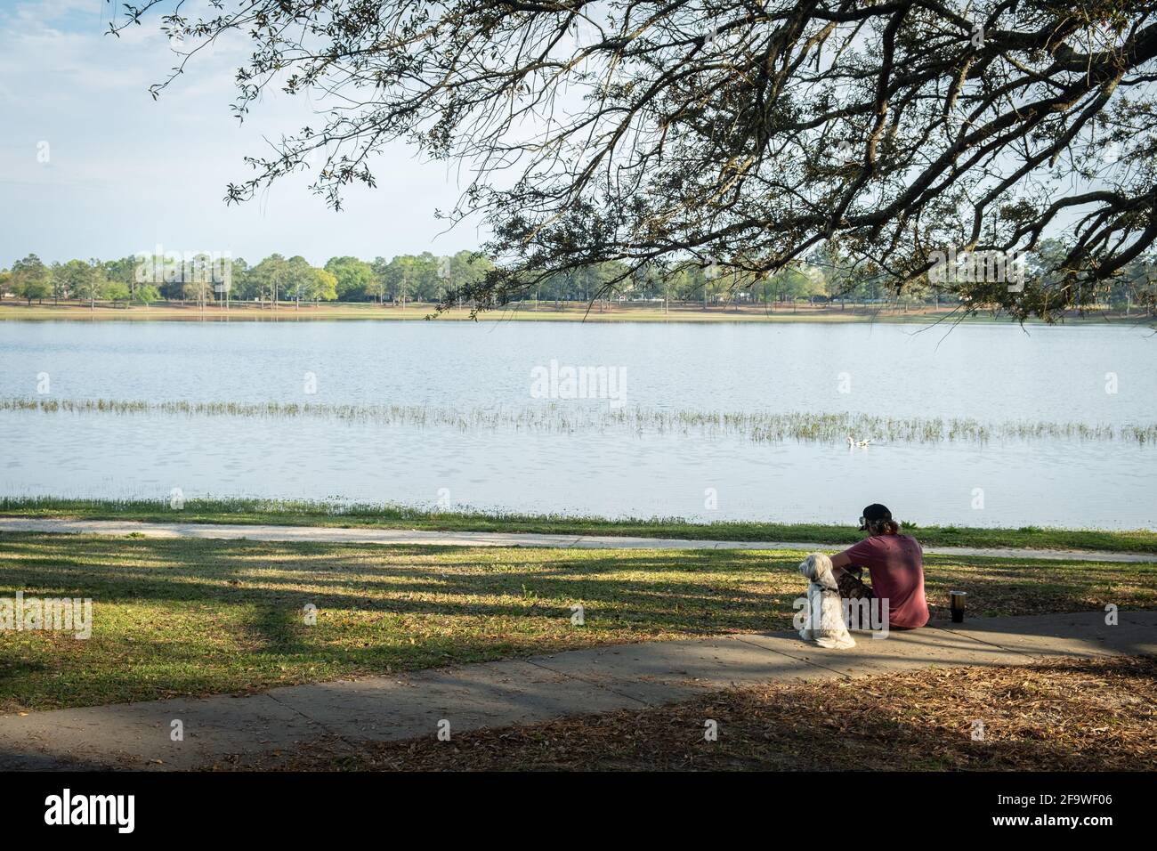 A man sits with his dog in a park and looks out at a pond on a sunny ...