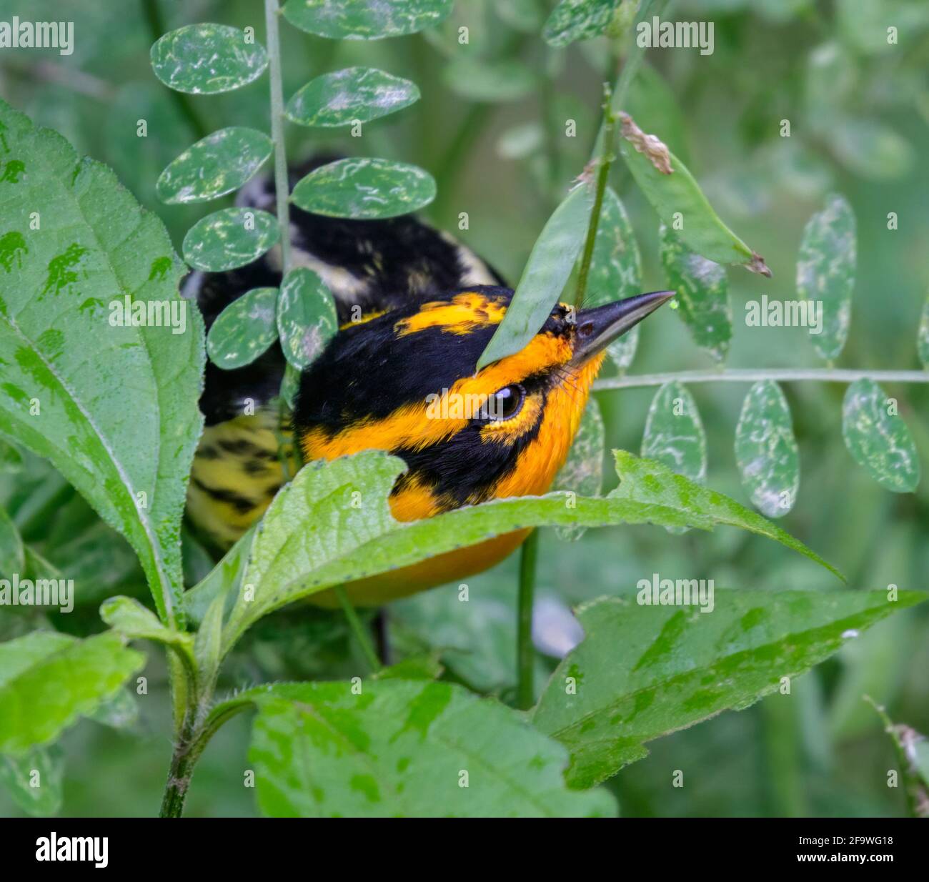 Blackburnian warbler (Setophaga fusca) male hunting insects in the grass, Galveston, Texas. Stock Photo