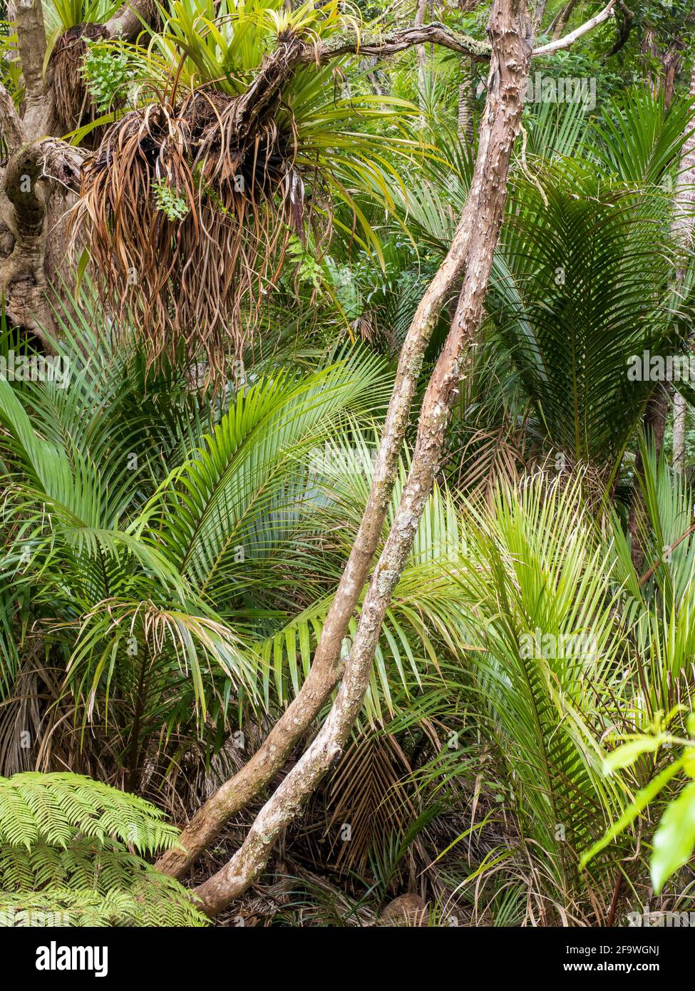 New zealand tree ferns dicksonia hi-res stock photography and images ...
