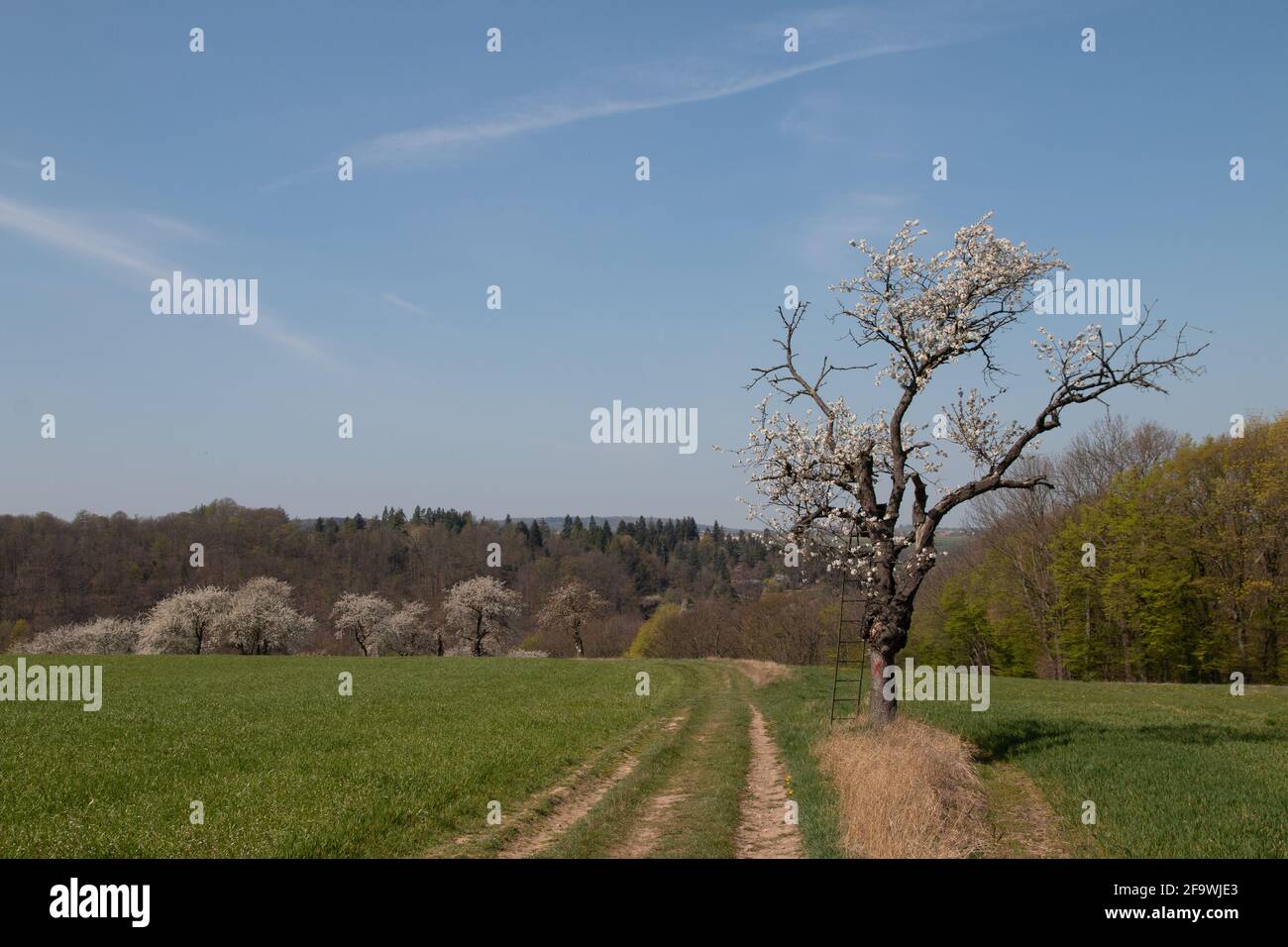 Tree in a valley in a rural area Stock Photo - Alamy
