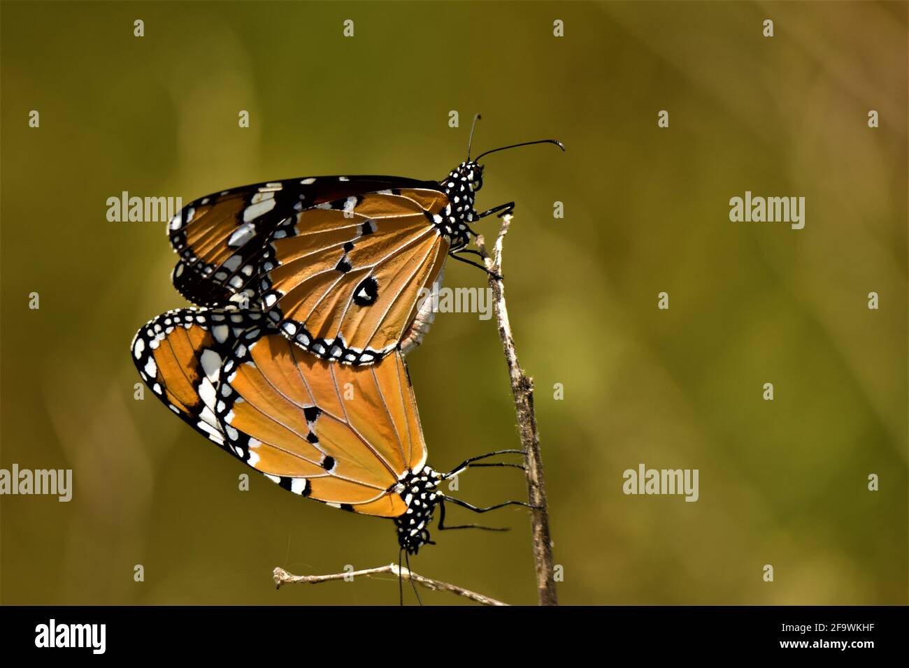 Two Monarch Butterfly , Season for breeding of butterfly Stock Photo