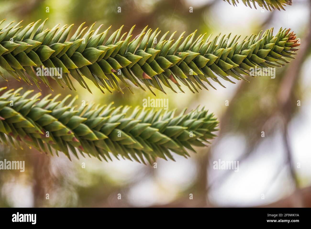 Needles of evergreen tree Araucaria araucana,commonly called the Monkey Puzzle Tree, Monkey Tail Tree, Pewen or Chilean Pine Stock Photo