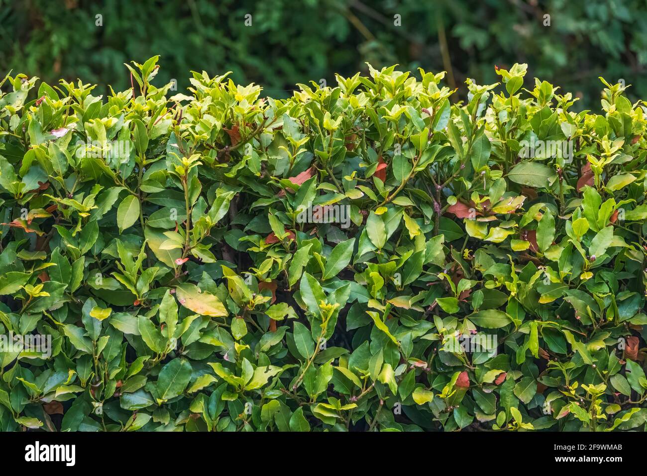 Neatly trimmed bushes in the summer or autumn park. Nature background ...