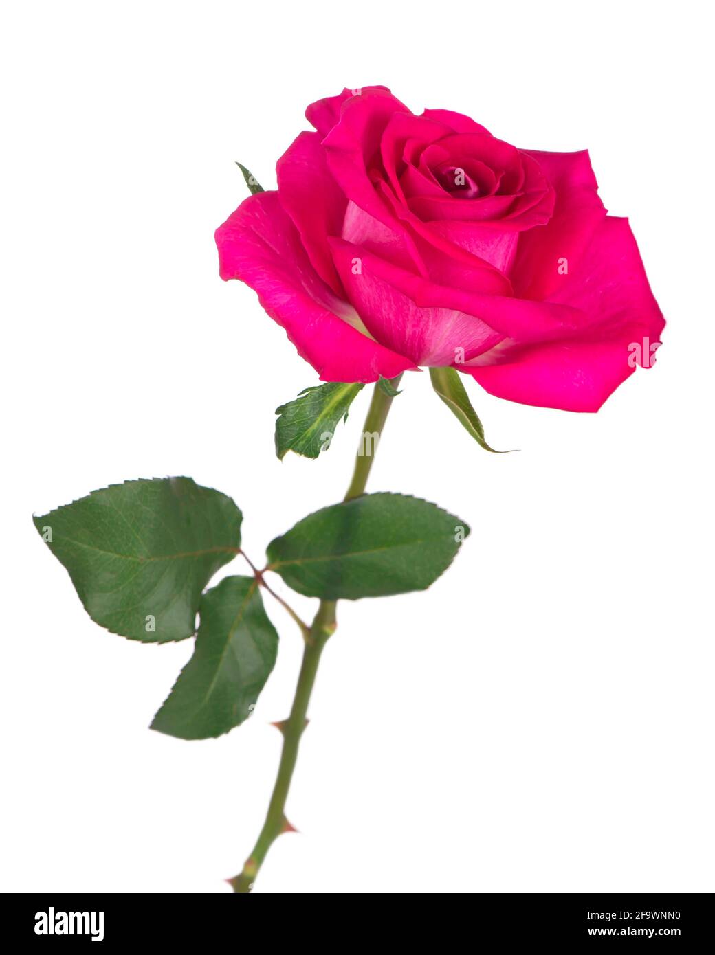 Rose flower isolated on white background Stock Photo - Alamy