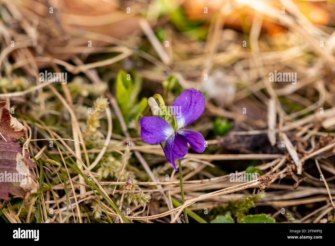 Hairy violet flower in the forest Stock Photo