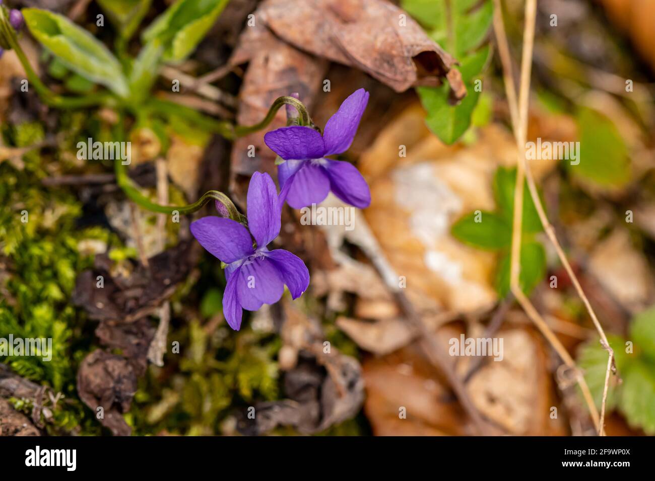Hairy violet flower in the forest, close up Stock Photo