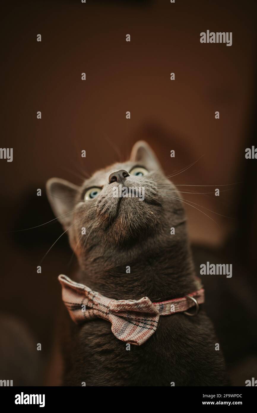 Vertical shot of a grey cat with a bow tie sitting on the sofa Stock ...