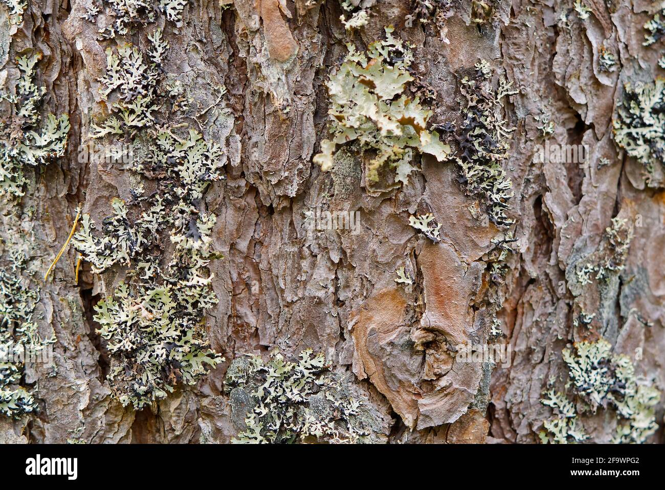 Texture of the nordic pine, bark. Natural structure of pine tree bark ...