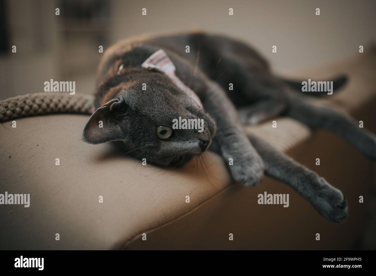 Cute domestic grey cat with a bow tie laying down on the sofa Stock ...