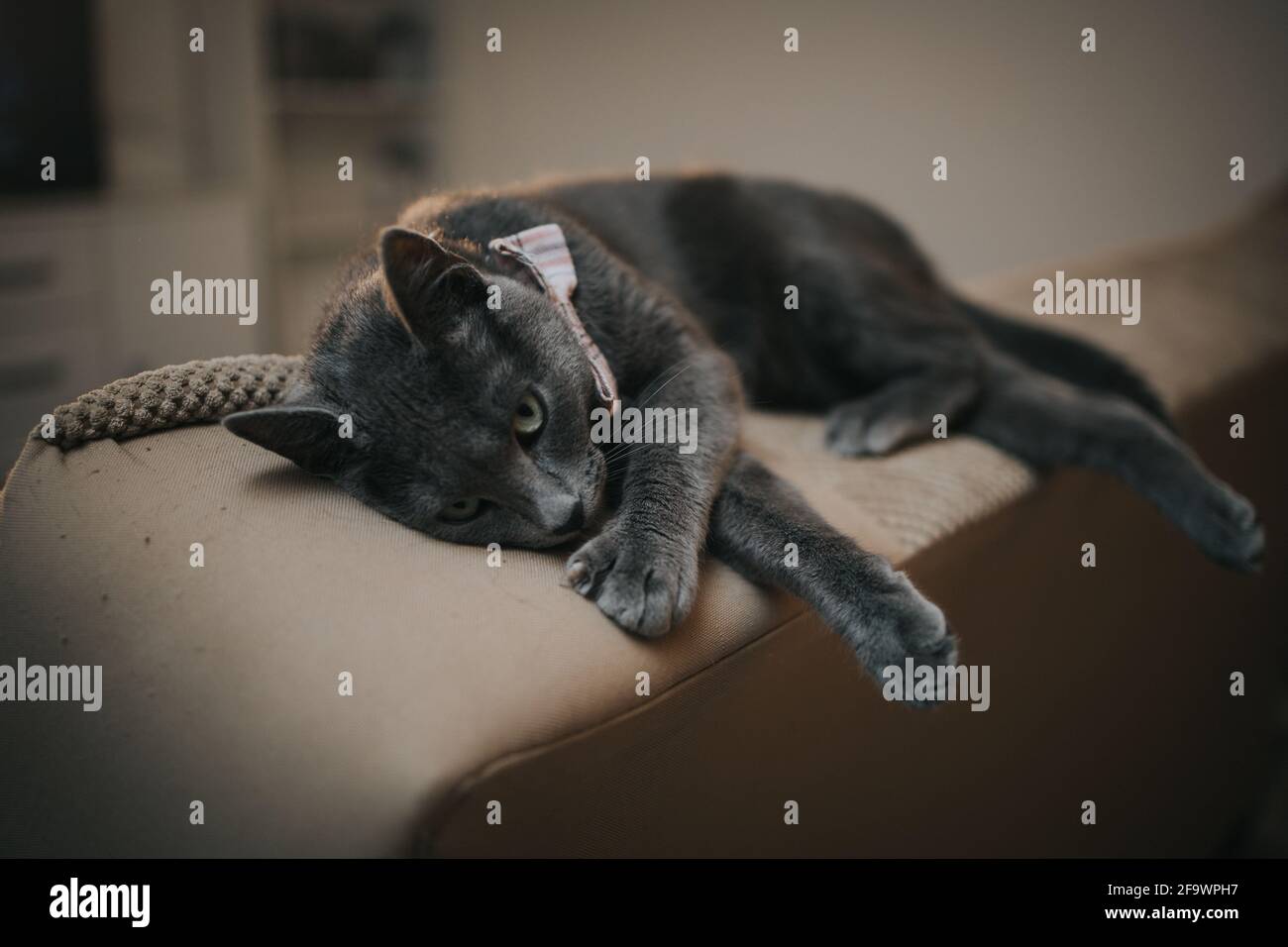Cute domestic grey cat with a bow tie laying down on the sofa Stock ...